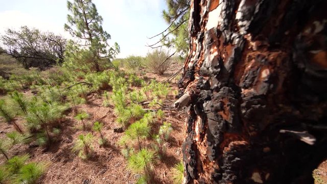 After a Wildfire: Small Pine trees growing in a forest. Afforestation. Tenerife, Spain (Canary Islands)