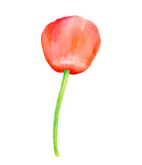 Watercolor red Poppy. Hand drawn botanical Papaver flower illustration isolated on white background. Bright field plant for cards, invitations, decoration, design