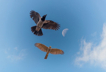 Sparrowhawk Chasing a Black Headed Crow in a Clear Blue Sky with Moon