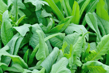 Green leaf lettuce in growth at vegetable garden