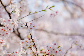 桜の花