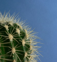 Golden Barrel Cactus, Echinocactus Grusonii Plant. Sharp long spines of a cactus on a blue background. Copy space for your text. Focus on thorns.