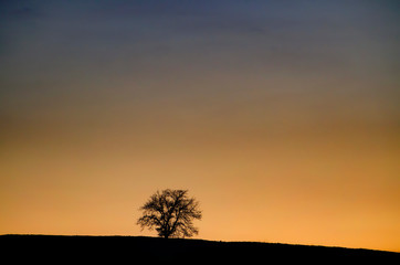 Fototapeta na wymiar Lonely Bare Tree with Branches on a Hill in Sunset in Tuscany, Italy.