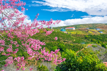 Fototapeta premium Spring flowers in the small town with cherry blossoms as the foreground decorate the spring air in the Da Lat plateau, Vietnam