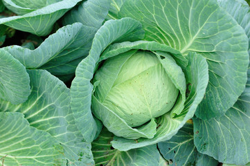 Obraz premium Green vegetable in growth at vegetable garden