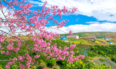 Spring flowers in the small town with cherry blossoms as the foreground decorate the spring air in the Da Lat plateau, Vietnam