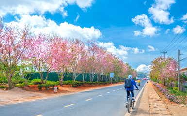 Landscape cherry apricot trees blooming along road in spring morning, traffic background merges...