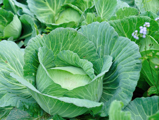 Green cabbage in growth at vegetable garden