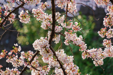 桜の花