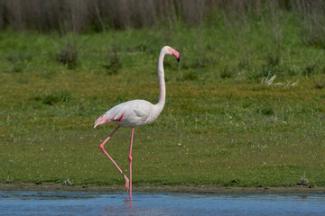 Common flamingo or pink flamingo (Phoenicopterus roseus) in the lagoon of Fuente de Piedra, Malaga. Spain