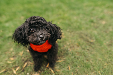 Puppy toy poodle isolated on the grass, wears a sweater and looks away at copy space. Cute little curly dark doggy sitting on the lawn outdoors. Pets concept.