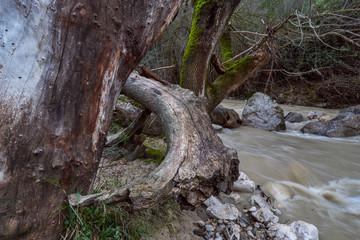 Trunks and Waterfall on the Rio de la Hoz in Rute, Cordoba. Spain