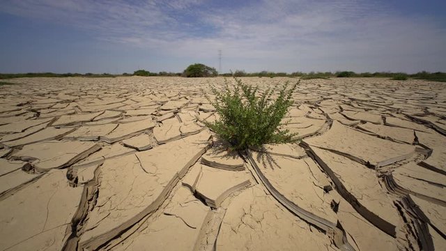 Resistant flower in a cracked earth in a desert in Peru, South America