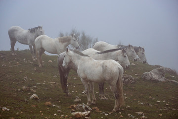 Obraz premium Herd of horses in the Torcal de Antequera with fog, Malaga.
