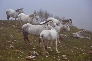 Herd of horses in the Torcal de Antequera with fog, Malaga.
