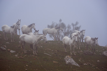 Herd of horses in the Torcal de Antequera with fog, Malaga.