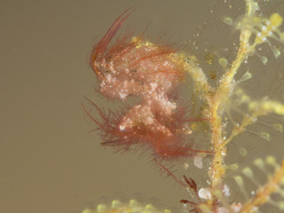 tiny hairy shrimp with pastel color background underwater in indonesia