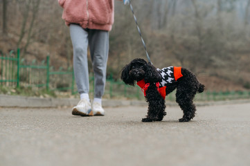 Cute curly puppy of a toy poodle on a leash walks with the owner and looks at the camera. Little doggy in sweater on a walk with woman in spring park. Pet closeup
