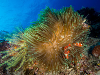 big anemone with fish with blue background underwater in indonesia