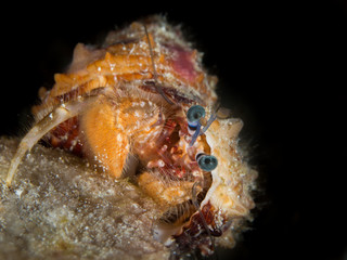 funny orange hermit crab underwater in indonesia