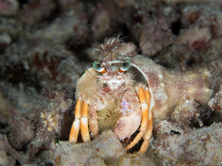 orange crab decorated with soft coral underwater in indonesia