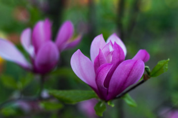 Fototapeta premium Gentle beauty flowering magnolia purple color in spring garden