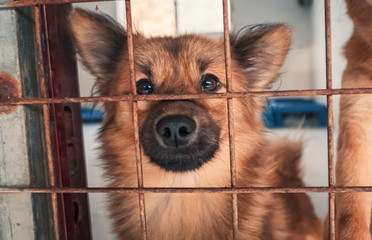 Portrait of sad dog in shelter behind fence waiting to be rescued and adopted to new home. Shelter...