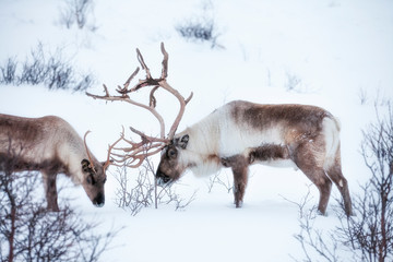 Rendeer looking for food under the deep snowcover in the mountains of Finnmark county in northern Norway  © Uwe
