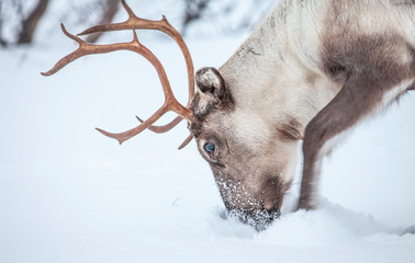 Rendeer looking for food under the deep snowcover in the mountains of Finnmark county in northern...