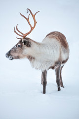 Rendeer looking for food under the deep snowcover in the mountains of Finnmark county in northern Norway 