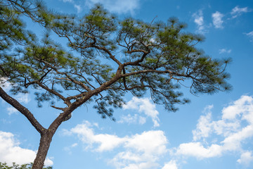 Pine tree branch