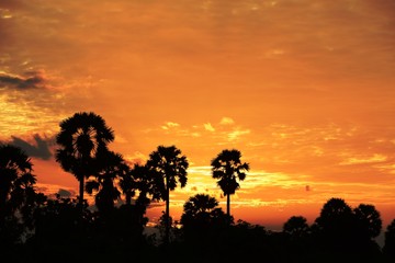  View of the palm tree with the sky and the garden clouds in the sun during the sun's setting, sun before dark.