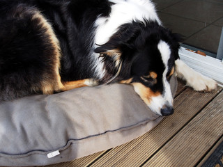 Sleeping Australian Sherpard Puppy Dog taking rest on the dog bed