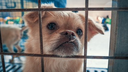 Portrait of sad dog in shelter behind fence waiting to be rescued and adopted to new home. Shelter...