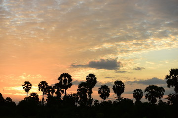  View of the palm tree with the sky and the garden clouds in the sun during the sun's setting, sun before dark.