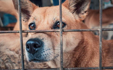 Portrait of sad dog in shelter behind fence waiting to be rescued and adopted to new home. Shelter...