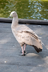 Fototapeta premium this is a side view of a Cape Barren goose