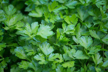 Fototapeta na wymiar Closeup of fresh parsley leaves