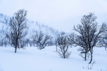 Fototapeta na wymiar birch trees in the tundra of northern Norway