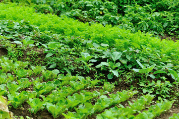 Fototapeta na wymiar Growing vegetables in garden, Organic farming