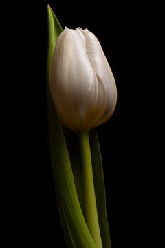 Simple white tulip on black background with silk texture on petals, copy space