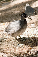 this is a Eurasian coot chick