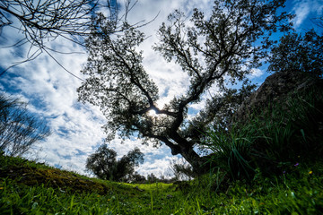Paisaje con árboles, nubes, sol en un entorno natural