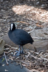 the Eurasian  coot is a black waterbird with a white frontal shield