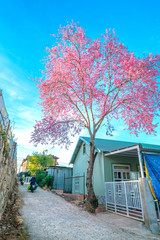 Cherry apricot trees blooming on a sunny spring morning beside a small house and traffic background...