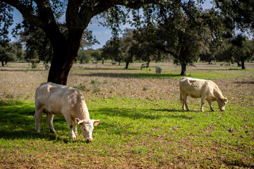 Vacas pastando en un bonito prado en un día soleado