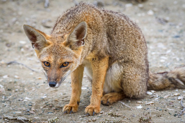 chilean wild fox