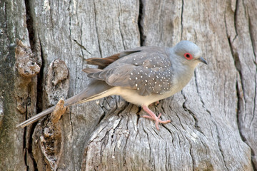 the diamond dove is resting on a tree