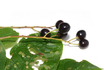 Black bird cherry berries on white background