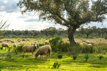 Ovejas pastando en un prado Extreme&ntilde;o